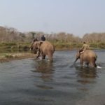 elephants crossing river with mahouts
