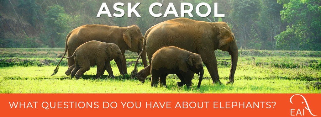 What questions do you have about elephants?