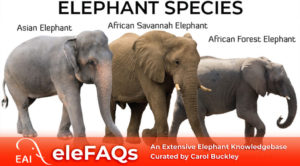 Elephant Aid International Elephant FAQs