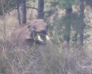 Bo the elephant at elephant refuge north america learns how to forage