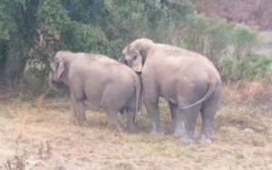 ERNA elephant residents Tarra and Bo