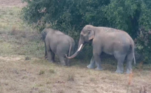 Bo the elephant follows Tarra the elephant