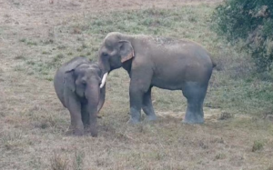 Bo the elephant gently nudges Tarra