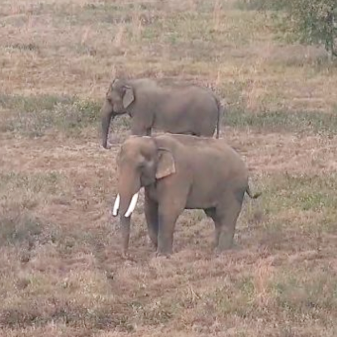 Bo and Tarra elephants grazing