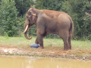 Bo the elephant and his ball