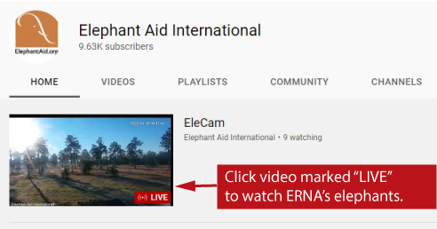 instructions to view the elecam on EAI's YouTube channel live stream