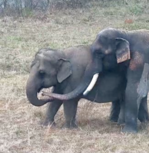 elephants Tarra and Bo at Elephant Refuge North America