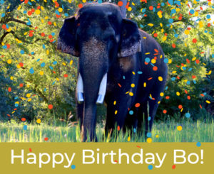 happy birthday bo the elephant