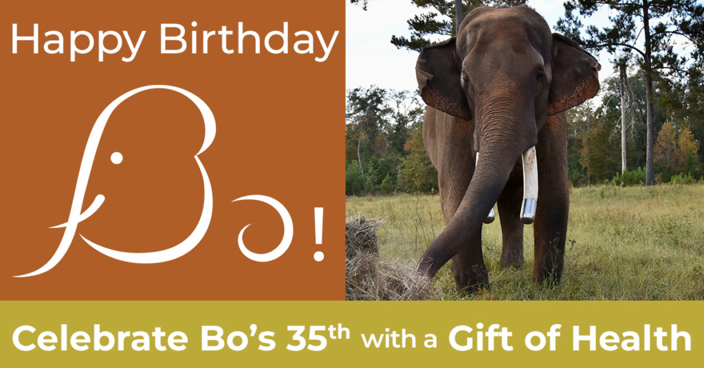 celebrate bo the elephant's 35th birthday