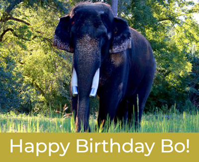 Happy Birthday to Bo the elephant
