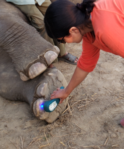laser therapy on elephant feet