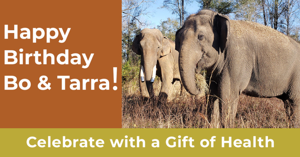happy birthday Bo and Tarra the elephants