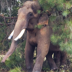 Mundi the elephant relaxes into retirement in south Georgia