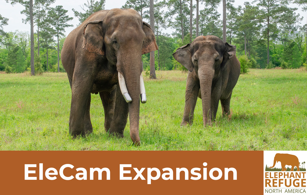 live stream elephant camera expansion campaign