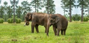 elephants Bo and Tarra at Elephant Refuge North America