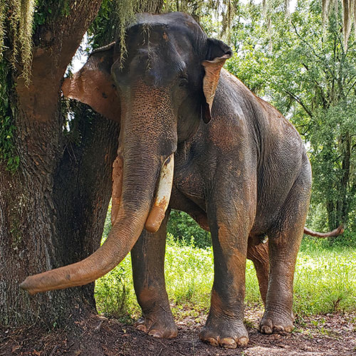 Meet ERNA's Elephants - Elephant Aid International