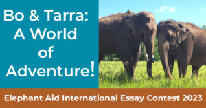 Bo and Tarra: A World of Adventure!