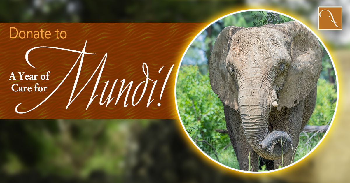 Mundi-Year-of-Care-Social - Elephant Aid International