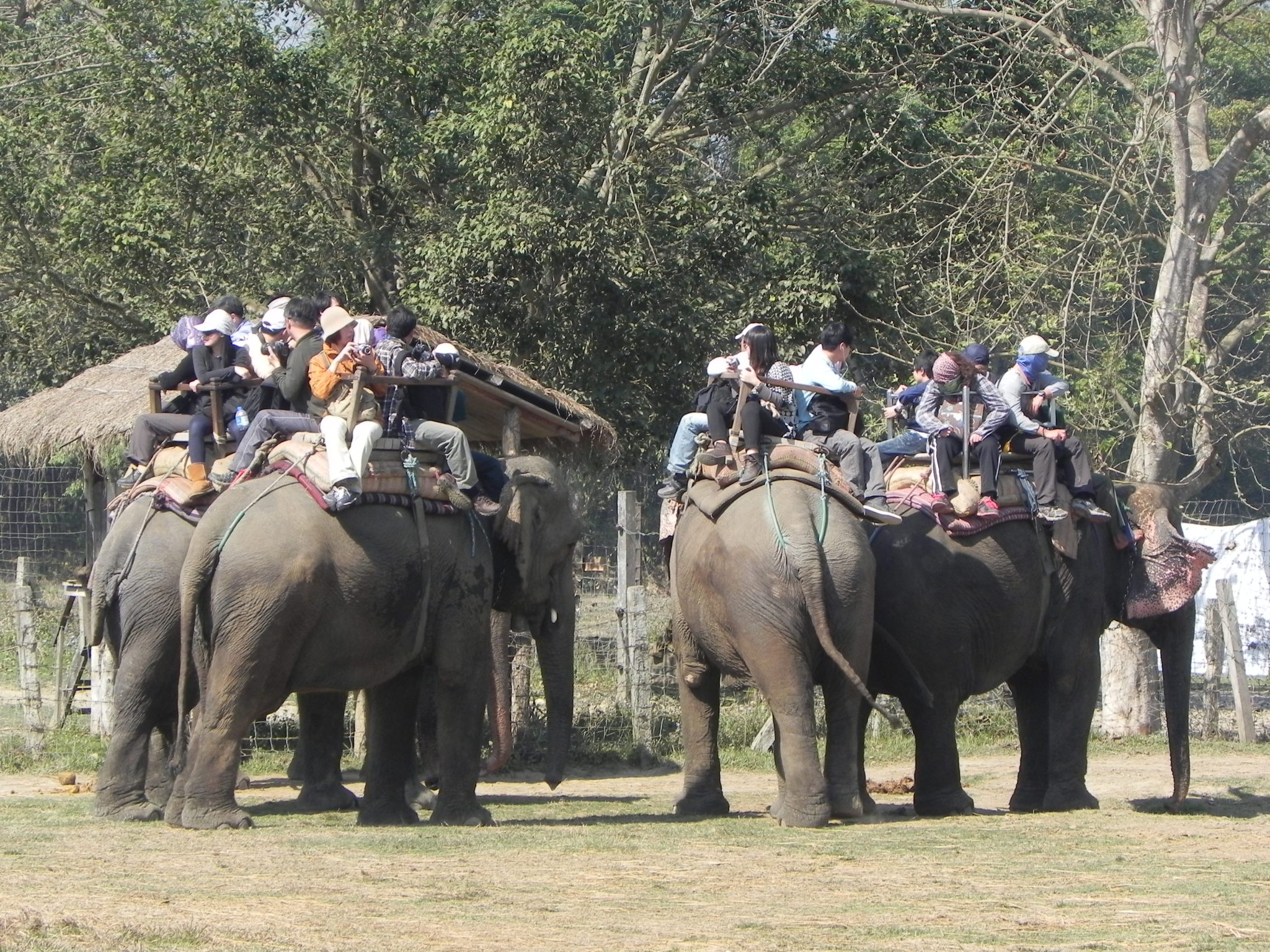 The Truth About Riding Elephants in Asia - Elephant Aid International