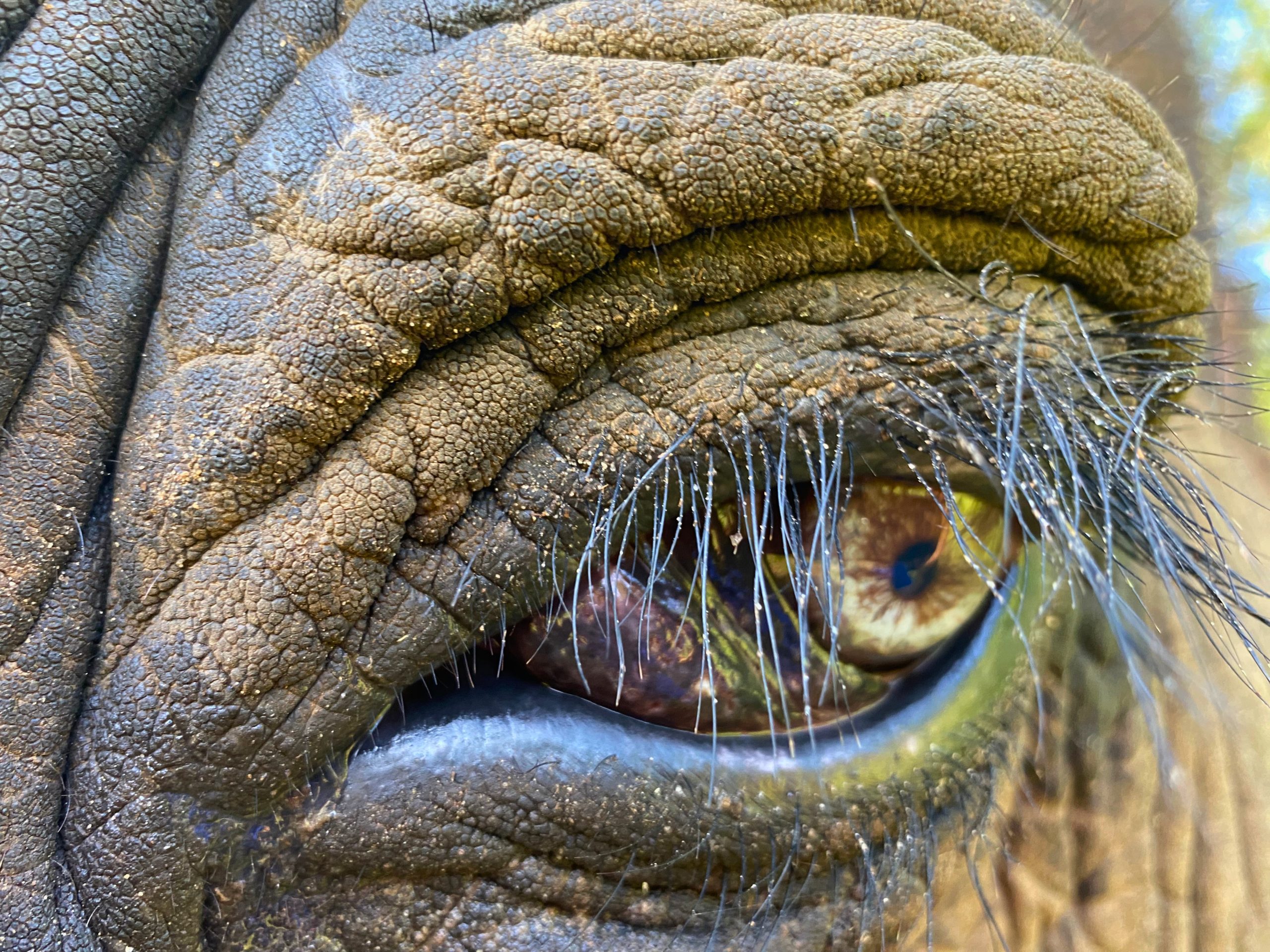 Elephant Eyelashes - Elephant Aid International